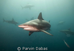 blacktip with alot of other blacktips swarming around by Parvin Dabas 